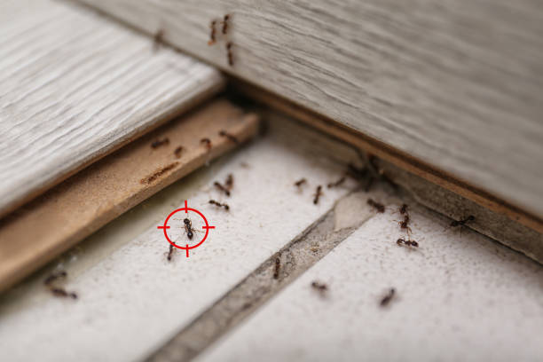 Pest Control Cost in Owings, MD